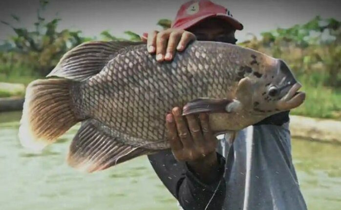 Analisis Peluang Usaha Berapa Keuntungan Ternak Ikan Gurame Untuk Pemula