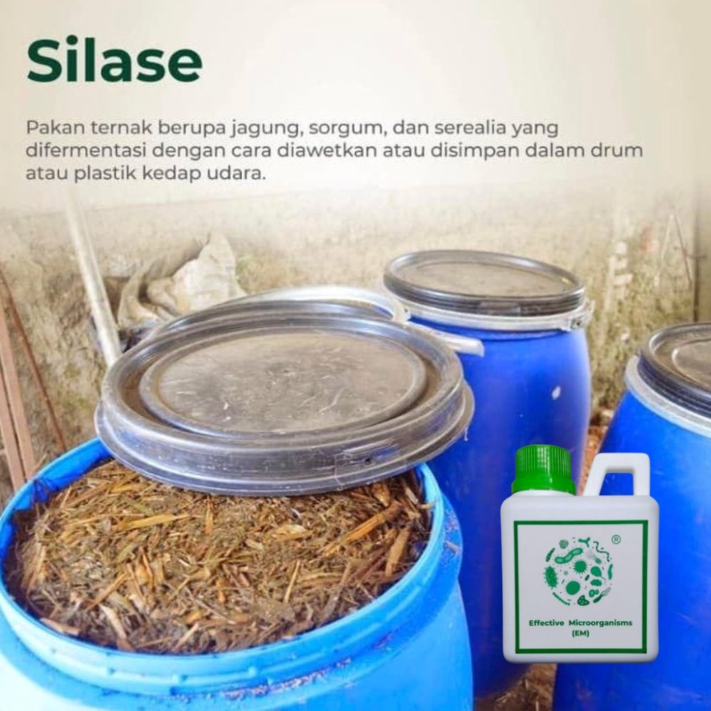 Mengoptimalkan Efisiensi Bisnis Peternakan Panduan Lengkap Pakan Silase Untuk Sapi