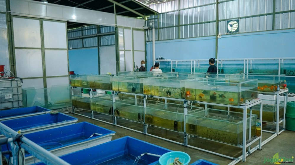 Menguak Potensi Bisnis Berapa Keuntungan Budidaya Ikan Hias Yang Sebenarnya