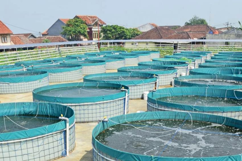 Panduan Bisnis Perikanan Apa Itu Budidaya Ikan Sistem Bioflok Dan Bagaimana Potensinya