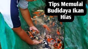 Panduan Lengkap Berapa Modal Awal Budidaya Ikan Hias Untuk Pemula