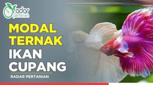 Panduan Lengkap Berberapa Modal Awal Budidaya Ikan Cupang Untuk Pemula