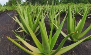 Peluang Bisnis Hijau Panduan Lengkap Cara Budidaya Tanaman Lidah Buaya Secara Natural Untuk Pemula Dan Umkm