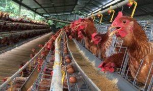 Pendahuluan Menakar Peluang Bisnis Telur Di Indonesia