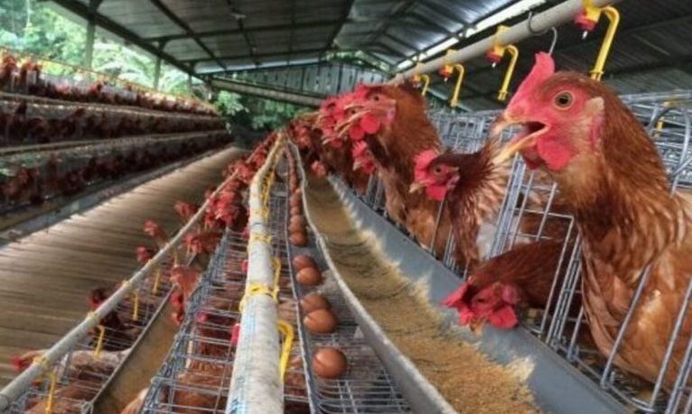 Pendahuluan Menakar Peluang Bisnis Telur Di Indonesia