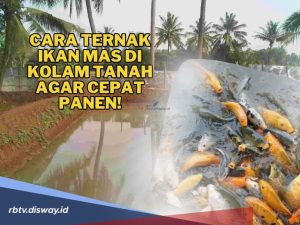 Analisis Lengkap Berapa Modal Awal Ternak Ikan Mas Untuk Pemula