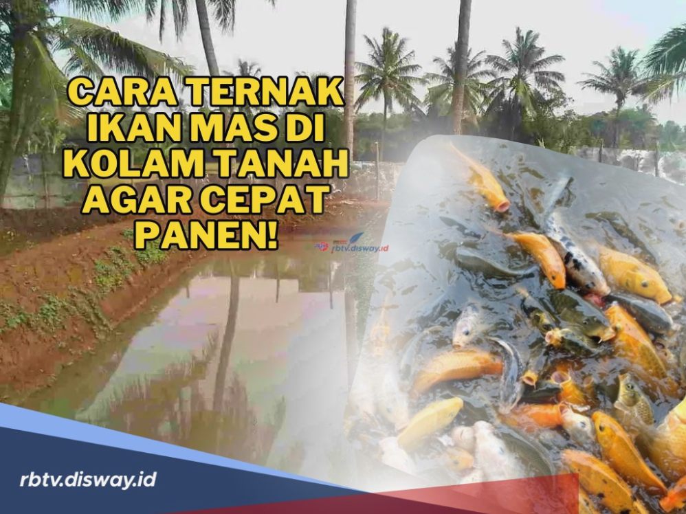 Analisis Lengkap Berapa Modal Awal Ternak Ikan Mas Untuk Pemula