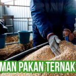 Mengenal Pakan Komplementer Ternak Strategi Meningkatkan Produktivitas Dan Efisiensi Bisnis Peternakan