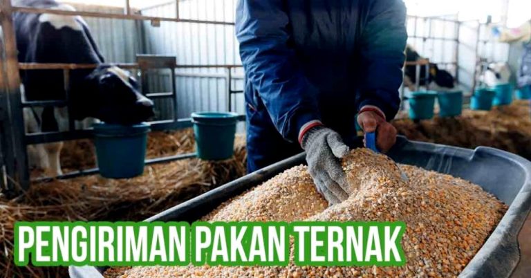 Mengenal Pakan Komplementer Ternak Strategi Meningkatkan Produktivitas Dan Efisiensi Bisnis Peternakan